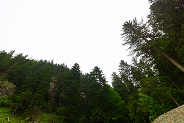 Wide angle view of the forest with overcast sky on the background