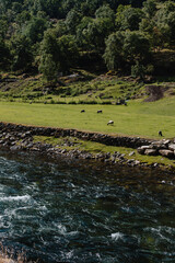 Norwegian fjord mountain landscape with green trees where sheep graze in green grass at the foot of the mountains by the bank of a mountain river.
