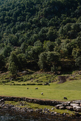 Norwegian fjord mountain landscape with green trees where sheep graze in green grass at the foot of the mountains by the bank of a mountain river.