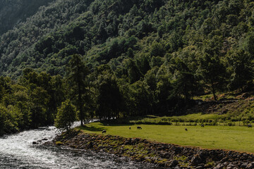 Norwegian fjord mountain landscape with green trees where sheep graze in green grass at the foot of the mountains by the bank of a mountain river.