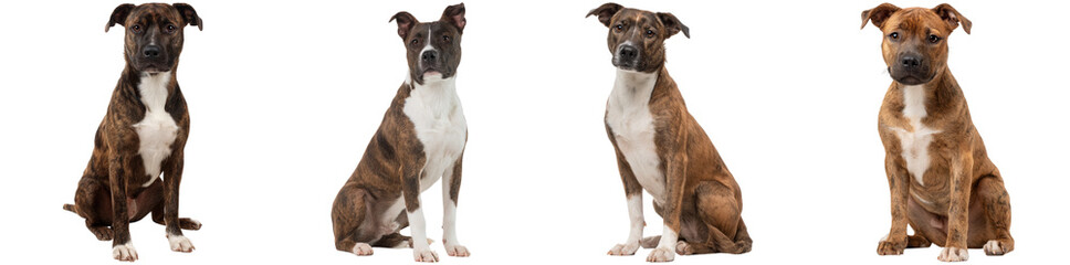 Four dogs with unique coat patterns and colors sitting in different poses on a clean, white background, exuding friendly and playful vibes