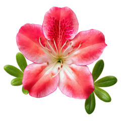 Beautiful Pink Azalea Flower with Delicate Green Leaves Display, isolated on transparent background.