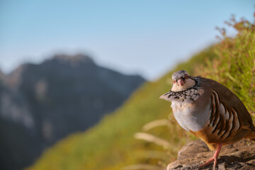 Red-legged partridge (Alectoris rufa) at Pico do Areeiro , Madeira island