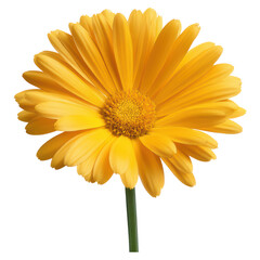 Naklejka premium Bright Yellow Flower with Petals and Green Stem Against a Dark Background, isolated on transparent background.