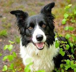 Pies rasy Border collie