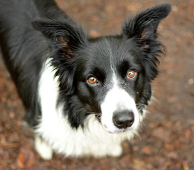 Pies rasy Border collie
