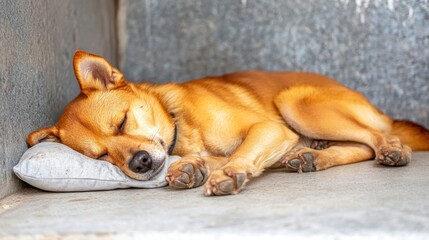 Peaceful Slumber: A ginger dog naps soundly on a small grey pillow