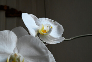 Details of white Phalaenopsis Orchid, Hamburg, Europe
