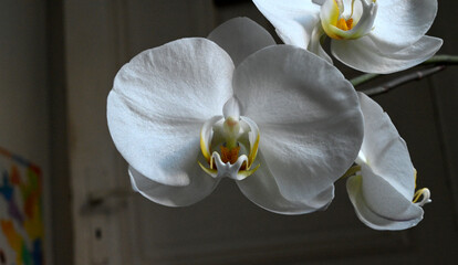 Details of white Phalaenopsis Orchid, Hamburg, Europe