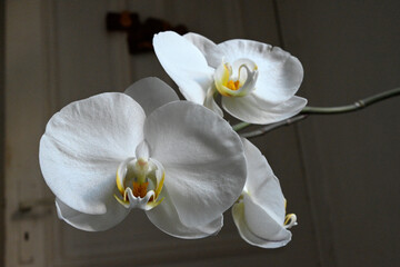 Details of white Phalaenopsis Orchid, Hamburg, Europe