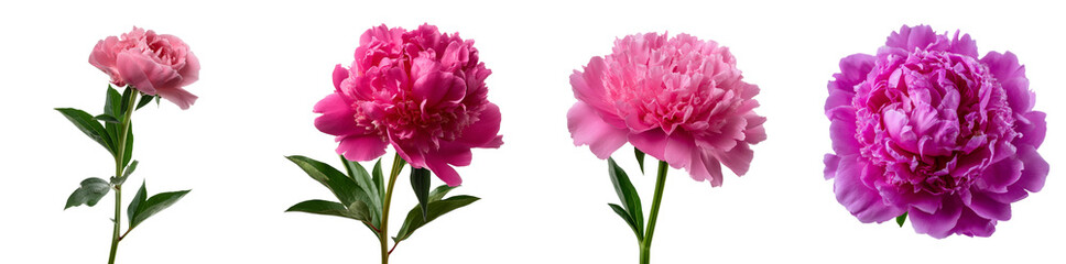 Displaying four isolated peony flowers, each one showcasing unique shapes and vibrant pink hues, complemented by lush green stems and leaves