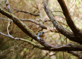 25 Fontes Waterfall - Hiking Levada trail in Laurel forest at Rabacal Madeira Island, Portugal