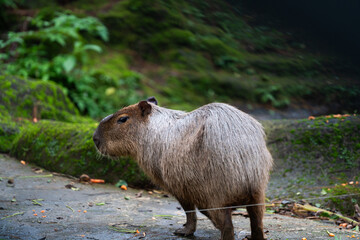 A small capybara with no tail is walking on a dirt road in safari zoo