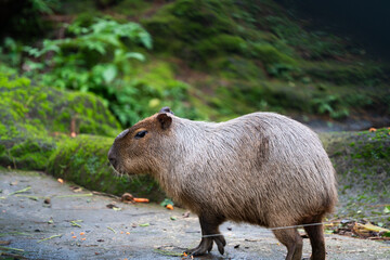 A small capybara with no tail is walking on a dirt road in safari zoo