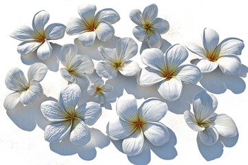 Plumeria flowers on white