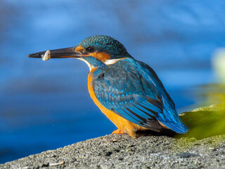 魚を食べるカワセミ