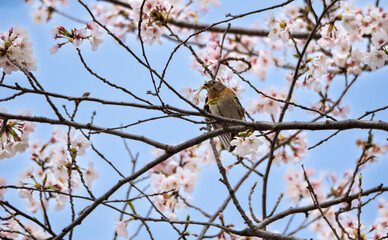 満開の桜とかわいいスズメ