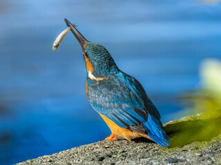 魚を食べるカワセミ