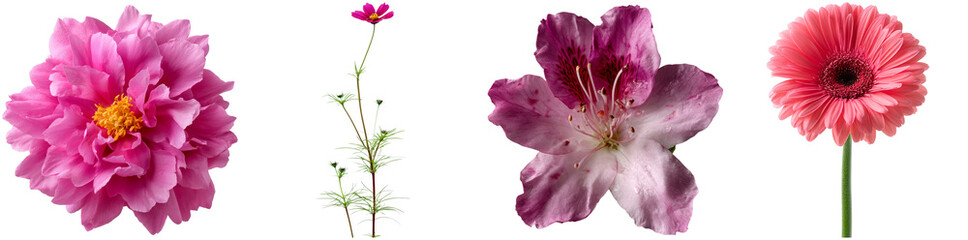 Naklejka premium Diverse pink flowers display their unique forms and delicate features, isolated for a striking visual impact, perfect for artistic designs and nature-themed projects