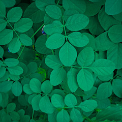 Top view of green butterfly pea leaves showing natural texture and fresh organic pattern under daylight, calm and refreshing mood