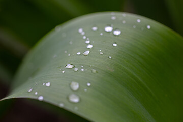 Close-up of a green leaf with water droplets after rain. The droplets vary in size and form a...