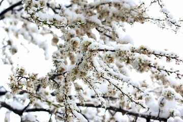 Spring blossom bushes and trees in the city courtyard covered with snow