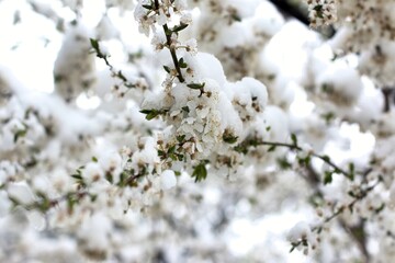Spring blossom bushes and trees in the city courtyard covered with snow