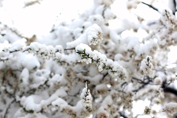 Spring blossom bushes and trees in the city courtyard covered with snow