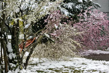 Naklejka premium Spring blossom bushes and trees in the city courtyard covered with snow