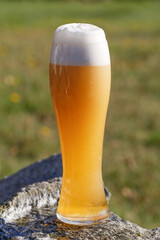 Beer. A glass of beer close-up against the setting sun. A cold, light craft beer in a glass