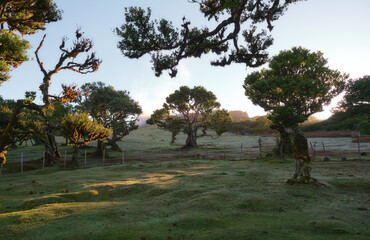 Portugal, Madeira Island, Fanal, Fanal Forest, Laurisilva Forest, UNESCO World Heritage Site