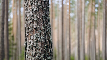 brown pine tree trunk, bark with bluish northern moss, beautiful pattern, texture, nature, forest in background, international earth day, ecology and environmental protection concept, copy space