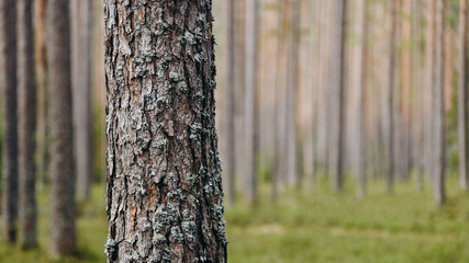 Fototapeta premium brown pine tree trunk, bark with bluish northern moss, beautiful pattern, texture, nature, forest in background, international earth day, ecology and environmental protection concept, copy space