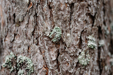 brown pine tree bark texture with bluish northern moss, tree trunk, beautiful pattern, nature background, international earth day, ecology and environmental protection concept, macro photo, copy space
