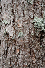 brown pine tree bark texture with bluish northern moss, tree trunk, beautiful pattern, nature background, international earth day, ecology and environmental protection concept, macro photo, copy space