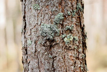 Obraz premium brown pine tree trunk, bark with bluish northern moss, beautiful pattern, texture, nature background, international earth day, ecology and environmental protection concept, copy space