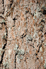 brown pine tree bark texture with bluish northern moss, tree trunk, beautiful pattern, nature background, international earth day, ecology and environmental protection concept, macro photo, copy space