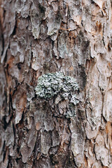brown pine tree bark texture with bluish northern moss, tree trunk, beautiful pattern, nature...