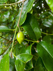 Fototapeta premium Young Garcinia xanthochymus fruit hangs amid rain-speckled glossy leaves | Exotic botanical close-up, tropical biodiversity narrative