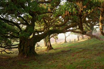Portugal, Madeira Island, Fanal, Fanal Forest, Laurisilva Forest, UNESCO World Heritage Site