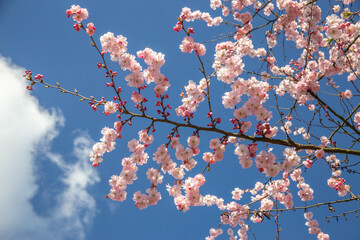 Pink Cherry Blossom Branches Against Blue Sky in Springtime Hamburg Germany