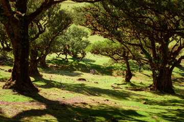 Portugal, Madeira Island, Fanal, Fanal Forest, Laurisilva Forest, UNESCO World Heritage Site