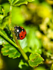 Ladybug Hunting Aphids on Green Stem. Macro Nature Photography. Macro shot of a red ladybug hunting aphids on a green plant stem, surrounded by vibrant green leaves. 