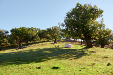 Portugal, Madeira Island, Fanal, Fanal Forest, Laurisilva Forest, UNESCO World Heritage Site