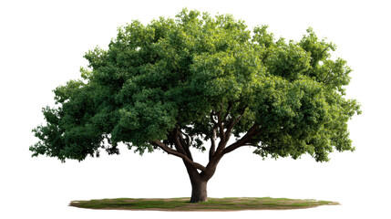 Obraz premium tree isolated on white background