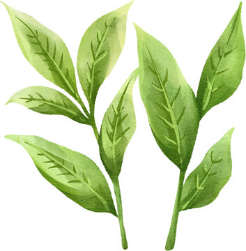 watercolor green tea leaf