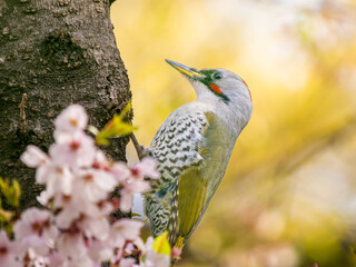 桜とアオゲラ・キツツキ
