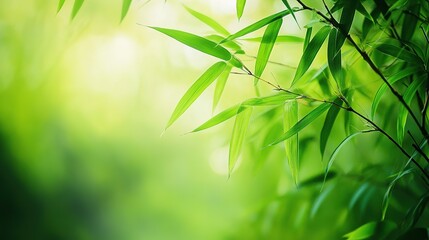 Naklejka premium Green Bamboo Leaves in Spring, Symbolizing Renewal and Vitality in Nature