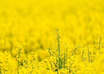 Obraz premium wagtail is set at rapeseed in nature