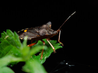 Pentatoma rufipes